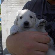 Golden retriever Nala