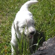 Golden retriever Nala