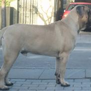 Mastiff zonders amazing diesel