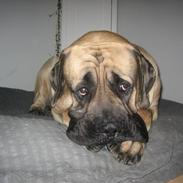 Mastiff zonders amazing diesel