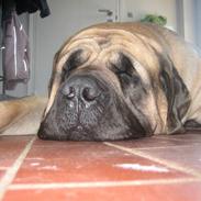 Mastiff zonders amazing diesel
