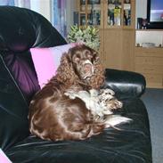 Engelsk springer spaniel Laika