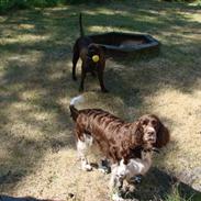 Engelsk springer spaniel Laika