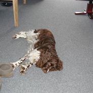 Engelsk springer spaniel Laika