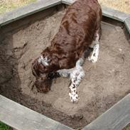 Engelsk springer spaniel Laika
