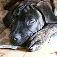 Cane corso Kiki
