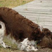 Engelsk springer spaniel Laika