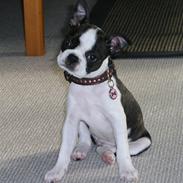 Boston terrier Bella