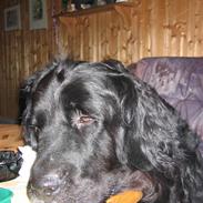 Newfoundlænder Niffi (himmelhund)