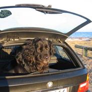 Newfoundlænder Niffi (himmelhund)