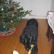 Newfoundlænder Niffi (himmelhund)