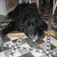 Newfoundlænder Niffi (himmelhund)