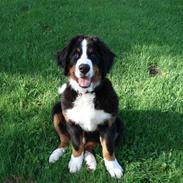 Berner sennenhund Charlie