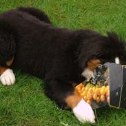 Berner sennenhund Charlie