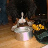 Berner sennenhund Charlie