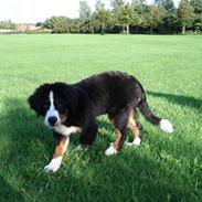 Berner sennenhund Charlie