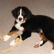 Berner sennenhund Charlie