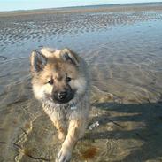 Eurasier ida