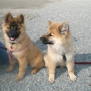 Eurasier ida