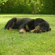 Rottweiler Thor