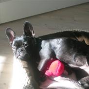Fransk bulldog Emma