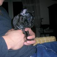 Fransk bulldog Emma