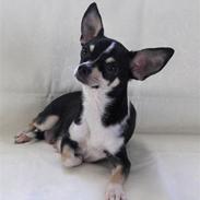 Chihuahua Tella