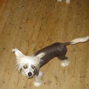 Chinese crested hårløs Diva