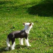 Chinese crested hårløs Diva