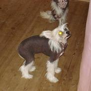 Chinese crested hårløs Diva