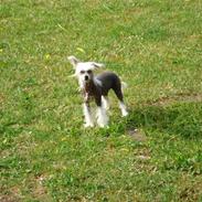 Chinese crested hårløs Diva