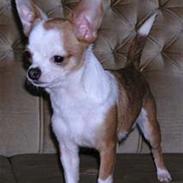 Chihuahua Tella