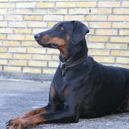 Dobermann torontos ronja RIP.