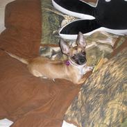 Chihuahua Mussie