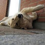 Golden retriever Felix