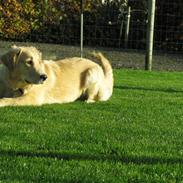 Golden retriever Felix