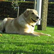 Golden retriever Felix