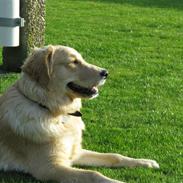 Golden retriever Felix