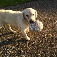 Golden retriever simba <3 (himmel hund)