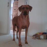 Rhodesian ridgeback Tuasiwa's Ga-ma Akili