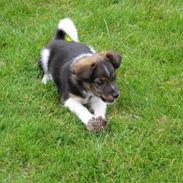 Blanding af racer Bimmer Hoffmann Pedersen