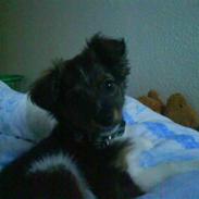 Blanding af racer Bimmer Hoffmann Pedersen