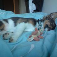 Blanding af racer Bimmer Hoffmann Pedersen