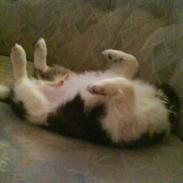 Blanding af racer Bimmer Hoffmann Pedersen