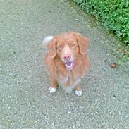 Nova scotia duck tolling retriever Cesar
