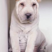 Nova scotia duck tolling retriever Cesar