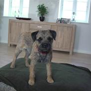 Border terrier Frida