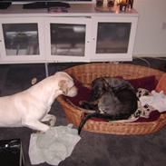 Labrador retriever BOB