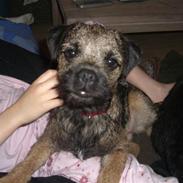 Border terrier Frida