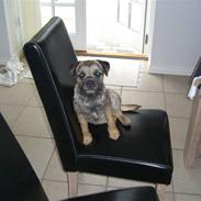 Border terrier Frida